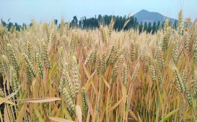 顆粒機原料 顆粒機原料