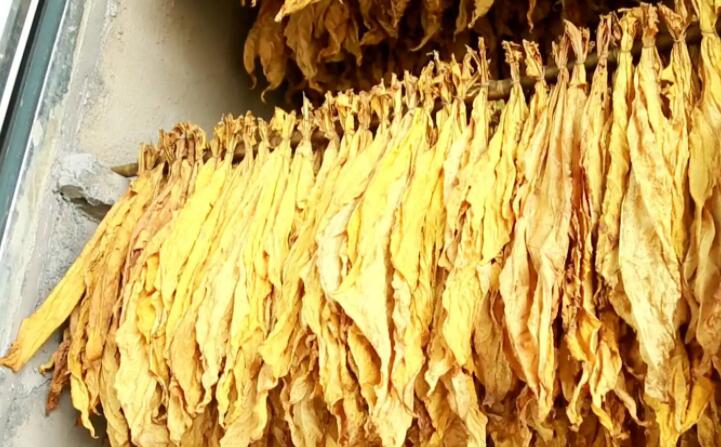 “烘烤出來(lái)的煙葉非常漂亮,色澤勻稱鮮亮,不像以前燃煤烘烤容易掛灰,鋸末顆粒機(jī)的顆粒燃料烤煙既環(huán)保又降低了勞動(dòng)強(qiáng)度。”在該村溠水坪烘烤工場(chǎng),種植戶張國(guó)輝忙著將一桿桿“黃金葉”從生物質(zhì)新能源烤房中取出,他對(duì)“綠色烘烤”贊不絕口。 “烘烤出來(lái)的煙葉非常漂亮,色澤勻稱鮮亮,不像以前燃煤烘烤容易掛灰,鋸末顆粒機(jī)的顆粒燃料烤煙既環(huán)保又降低了勞動(dòng)強(qiáng)度。”在該村溠水坪烘烤工場(chǎng),種植戶張國(guó)輝忙著將一桿桿“黃金葉”從生物質(zhì)新能源烤房中取出,他對(duì)“綠色烘烤”贊不絕口。